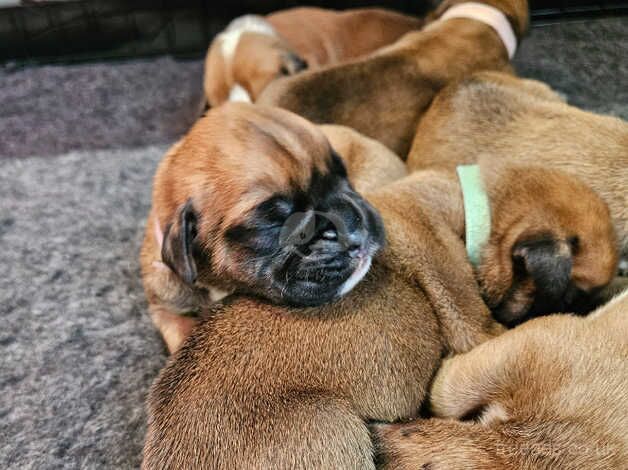 KC Registered Boxer Puppies tails and bobtail for sale in Bridlington, East Riding of Yorkshire - Image 3