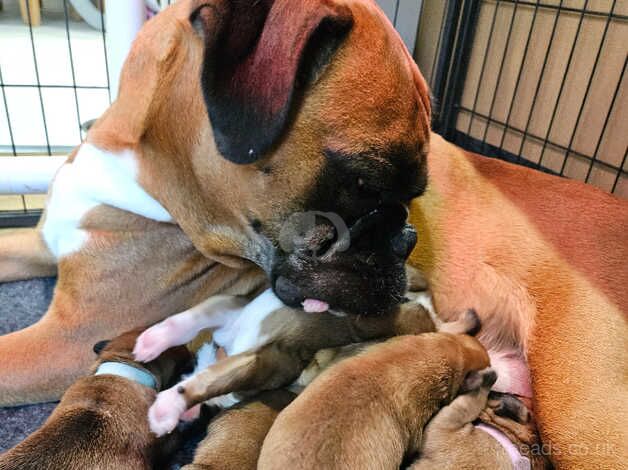 KC Registered Boxer Puppies tails and bobtail for sale in Bridlington, East Riding of Yorkshire - Image 4