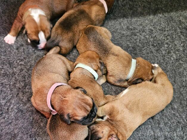 KC Registered Boxer Puppies tails and bobtail for sale in Bridlington, East Riding of Yorkshire - Image 5