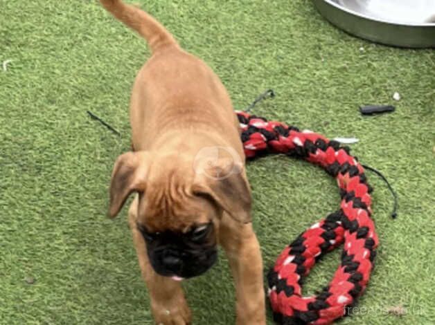 KC registered Boxer pups for sale in Cardiff