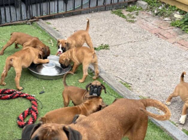 KC registered Boxer pups for sale in Cardiff - Image 2