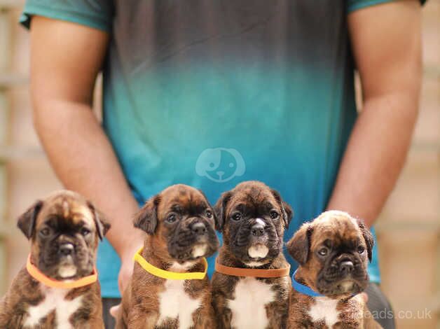 KC Registered champion bloodline boxer puppies for sale in Wellington, Cumbria