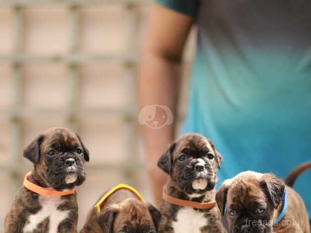 KC Registered champion bloodline boxer puppies for sale in Wellington, Cumbria - Image 2