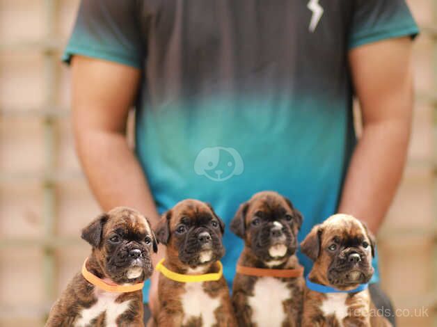 KC Registered champion bloodline boxer puppies for sale in Wellington, Cumbria - Image 3