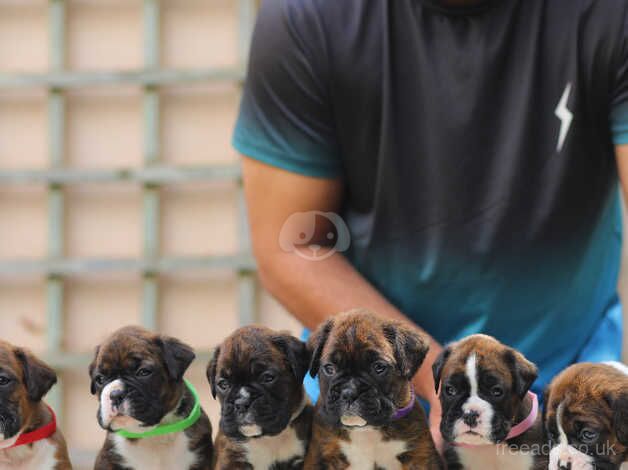 KC Registered champion bloodline boxer puppies for sale in Wellington, Cumbria - Image 4