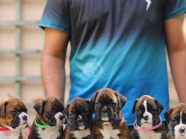 KC Registered champion bloodline boxer puppies for sale in Wellington, Cumbria - Image 5