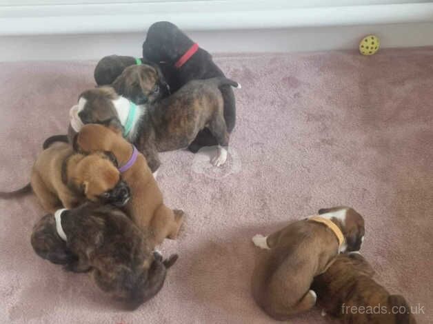 Kc registred Boxer Puppies for Sale in Lincoln, Lincolnshire