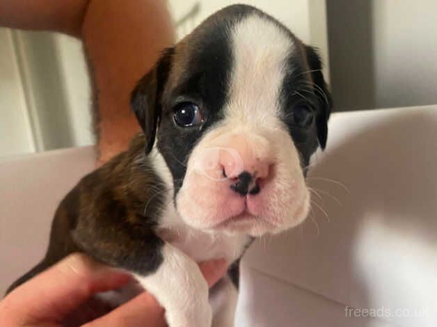 Kc registred Boxer Puppies for Sale in Lincoln, Lincolnshire - Image 2