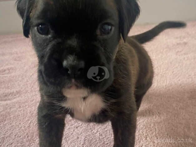 Kc registred Boxer Puppies for Sale in Lincoln, Lincolnshire - Image 3