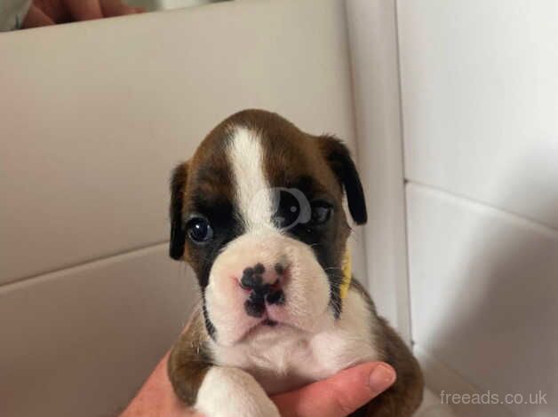 Kc registred Boxer Puppies for Sale in Lincoln, Lincolnshire - Image 4