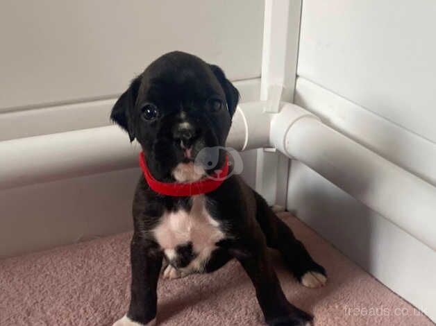 Kc registred Boxer Puppies for Sale in Lincoln, Lincolnshire - Image 5