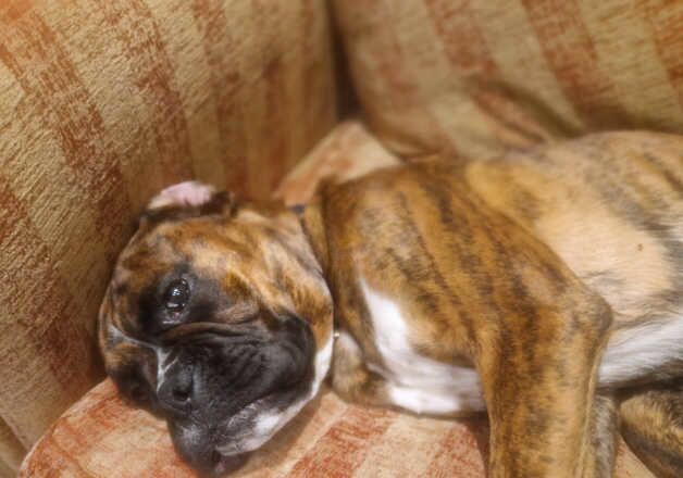 Lively dog for sale in Worksop, Nottinghamshire