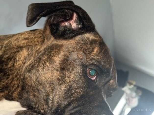 Loving playful boxer dog for sale in Eastbourne, East Sussex