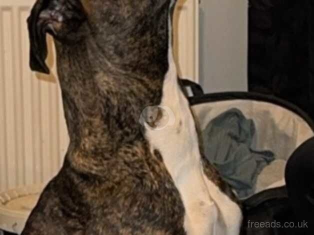 Loving playful boxer dog for sale in Eastbourne, East Sussex - Image 2