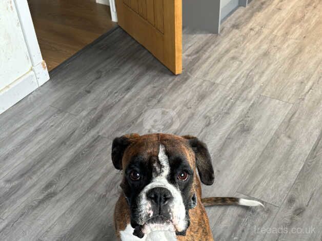 Male boxer dog 2.5 years old for sale in Aberdeen, Aberdeen City