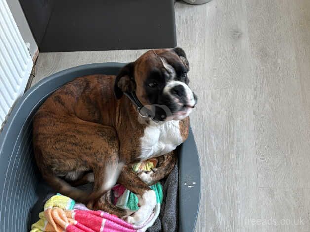 Male boxer dog 2.5 years old for sale in Aberdeen, Aberdeen City - Image 2