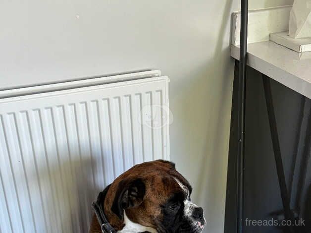 Male boxer dog 2.5 years old for sale in Aberdeen, Aberdeen City - Image 3