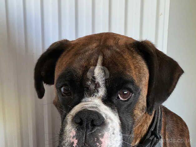 Male boxer dog 2.5 years old for sale in Aberdeen, Aberdeen City - Image 4