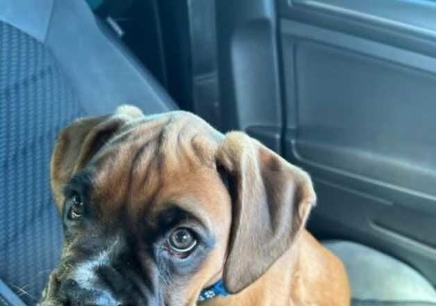 Male Boxer for sale in Clydebank, West Dunbartonshire