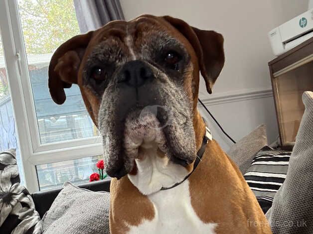 Male boxer for sale in Lincoln, Lincolnshire