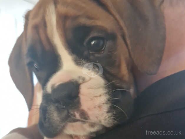 Outstanding boxer puppies ready now for sale in Filey, North Yorkshire