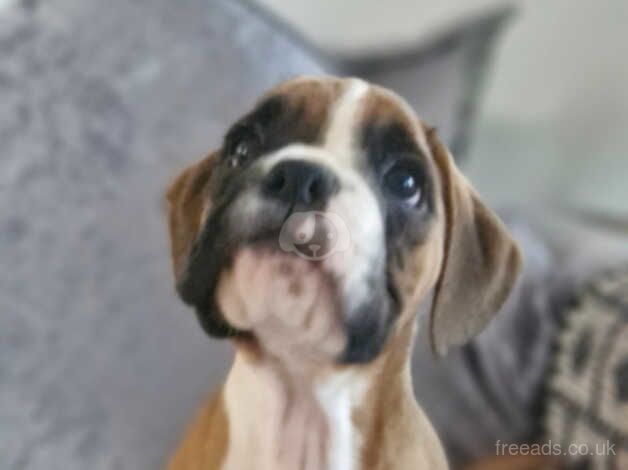 Outstanding boxer puppies ready now for sale in Filey, North Yorkshire - Image 2