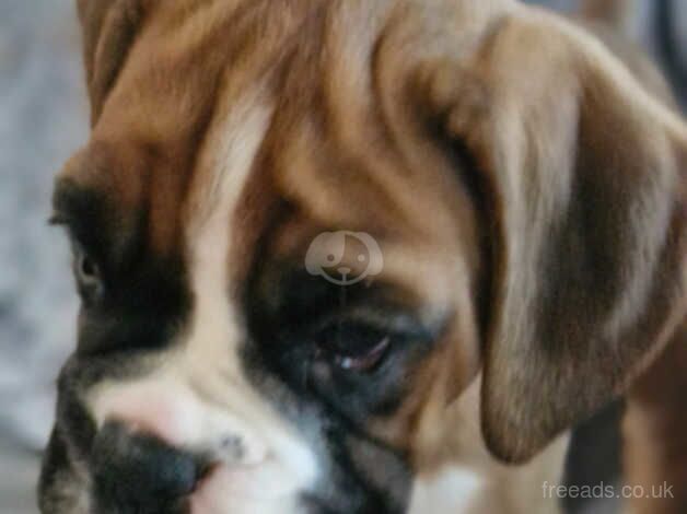 Outstanding boxer puppies ready now for sale in Filey, North Yorkshire - Image 3