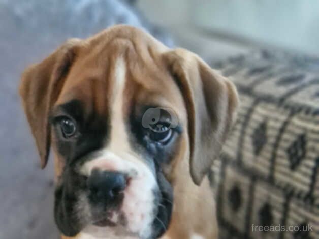 Outstanding boxer puppies ready now for sale in Filey, North Yorkshire - Image 4