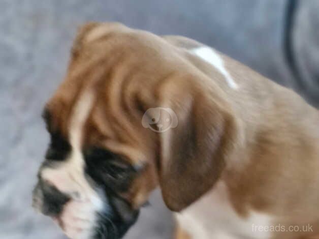 Outstanding boxer puppies ready now for sale in Filey, North Yorkshire - Image 5