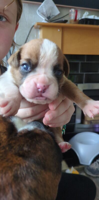 Pedigree boxer puppies for sale in Dudley, West Midlands