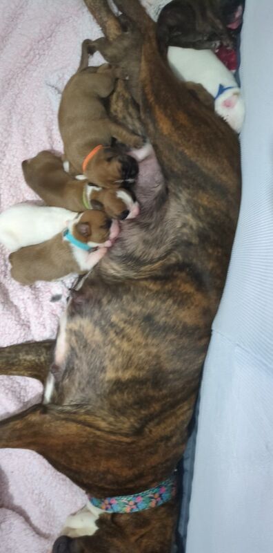 Pedigree boxer puppies for sale in Dudley, West Midlands - Image 2