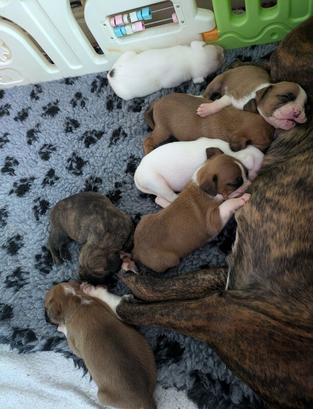 Pedigree boxer puppies for sale in Dudley, West Midlands - Image 3