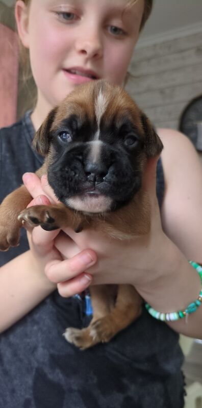 Pedigree boxer puppies for sale in Dudley, West Midlands - Image 4