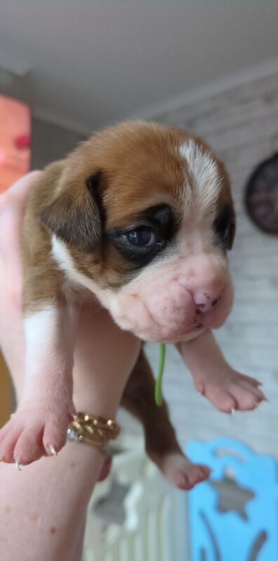 Pedigree boxer puppies for sale in Dudley, West Midlands - Image 5