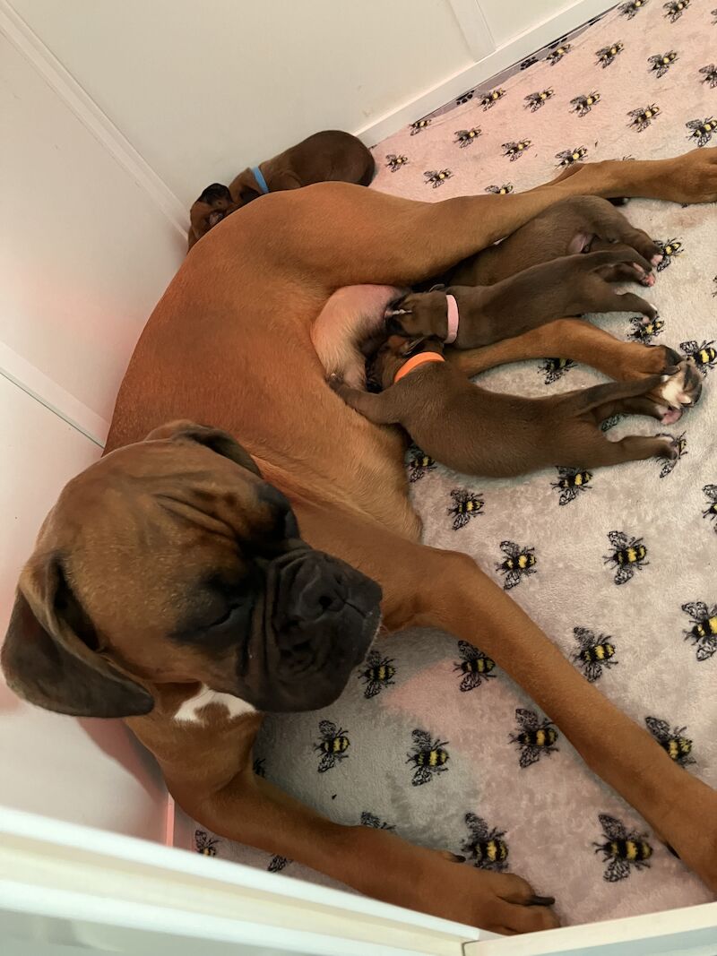 Pedigree boxer puppy's for sale in Stoke-on-Trent, Staffordshire - Image 1