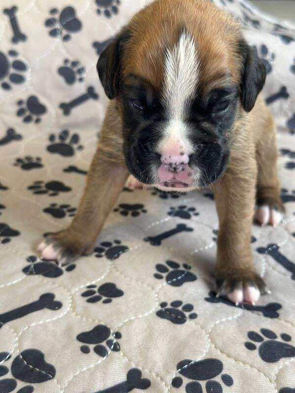 Pedigree boxer puppy's for sale in Stoke-on-Trent, Staffordshire - Image 2