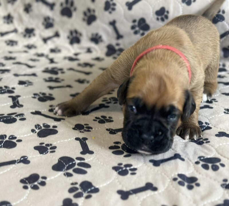 Pedigree boxer puppy's for sale in Stoke-on-Trent, Staffordshire - Image 3