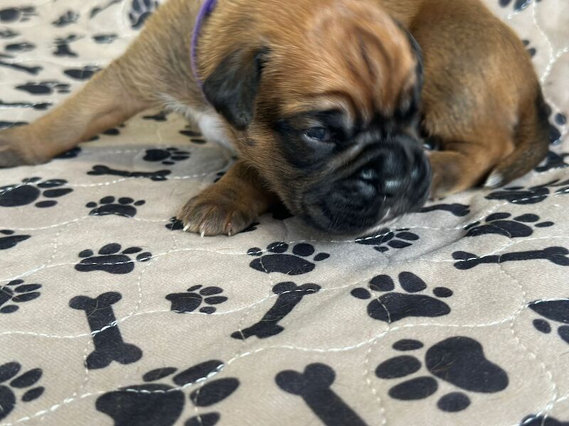 Pedigree boxer puppy's for sale in Stoke-on-Trent, Staffordshire - Image 4