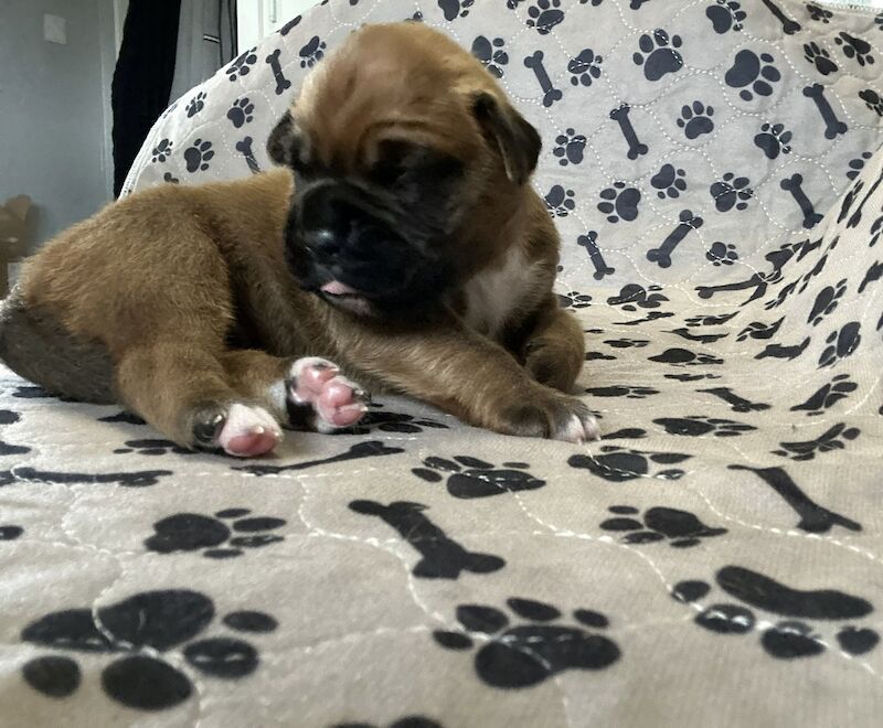 Pedigree boxer puppy's for sale in Stoke-on-Trent, Staffordshire - Image 5