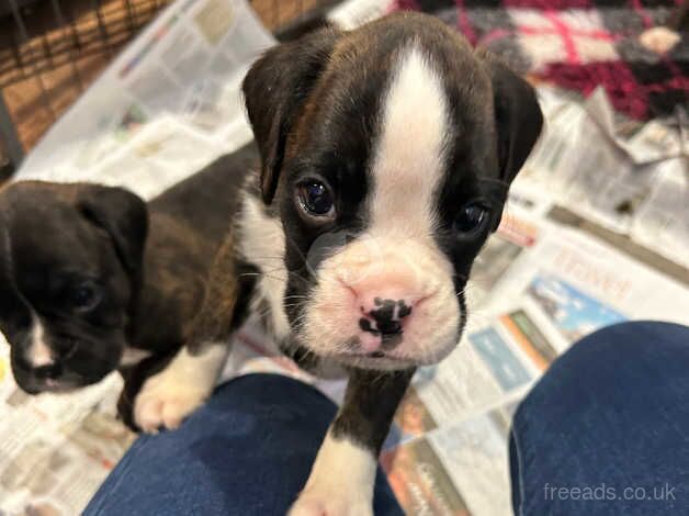 Puppies for sale in Halesworth, Suffolk - Image 2