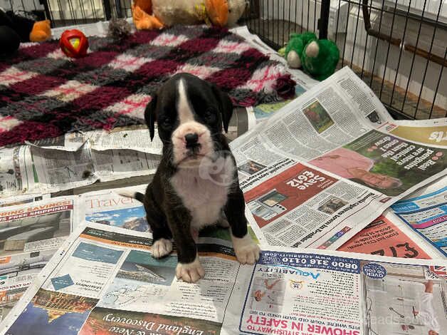 Puppies for sale in Halesworth, Suffolk - Image 3