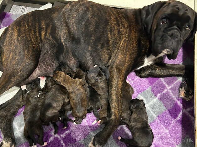 Puppies for sale in Halesworth, Suffolk - Image 5