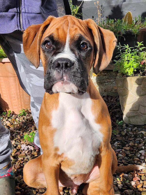 QAULITY BOXER BOY PUPPY for sale in LEICESTERSHIRE - Image 1