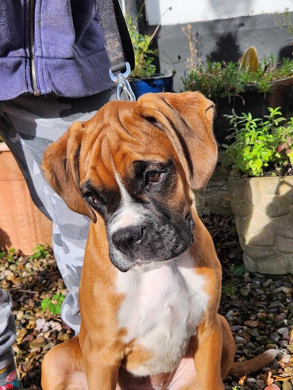 QAULITY BOXER BOY PUPPY for sale in LEICESTERSHIRE - Image 2