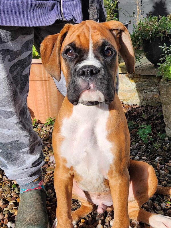 QAULITY BOXER BOY PUPPY for sale in LEICESTERSHIRE - Image 3