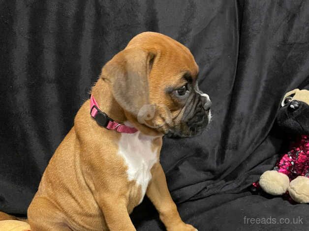 Quality Boxer Puppies for sale in Aberdare/Aberdar, Rhondda Cynon Taf