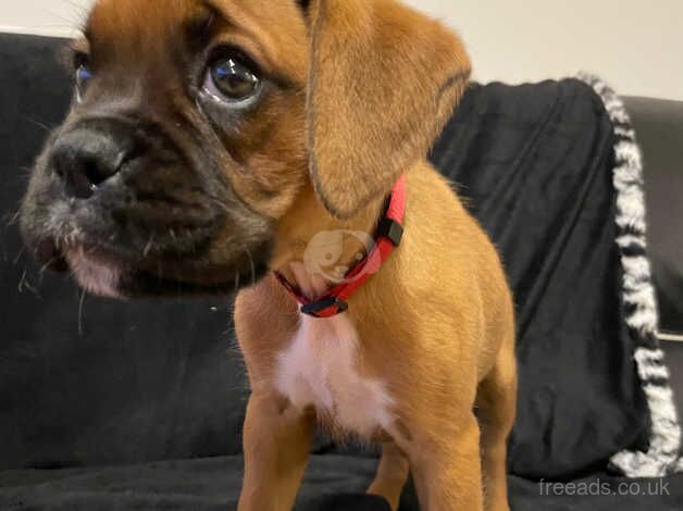 Quality Boxer Puppies for sale in Aberdare/Aberdar, Rhondda Cynon Taf - Image 2