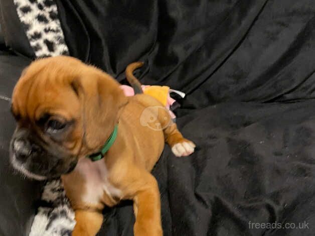 Quality Boxer Puppies for sale in Aberdare/Aberdar, Rhondda Cynon Taf - Image 3