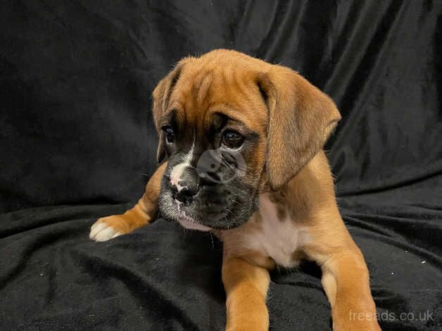 Quality Boxer Puppies for sale in Aberdare/Aberdar, Rhondda Cynon Taf - Image 4