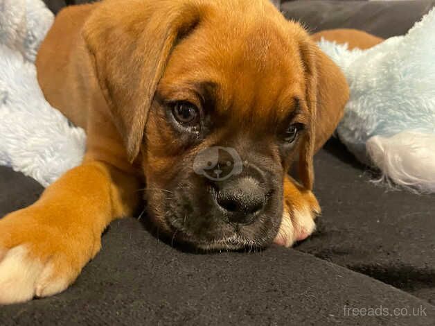 Quality Boxer Puppies for sale in Aberdare/Aberdar, Rhondda Cynon Taf - Image 5